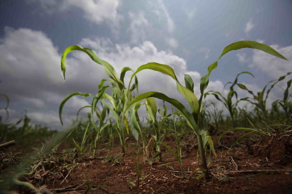 Campo agrícola afectado por la sequía extrema en la región centro-sur del estado de Chihuahua