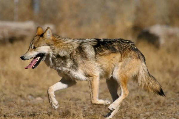 Peligra la repoblación del lobo mexicano en Chihuahua