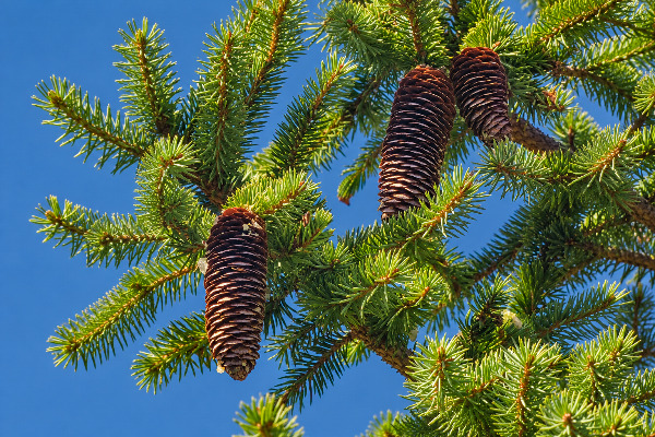 Protegen a picea chihuahuana en Bocoyna