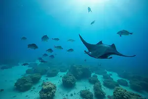 Descubre los 5 paraísos submarinos de México que te dejarán con la boca abierta. Analizamos los mejores lugares para bucear en arrecifes con tips de expertos y datos de conservación.